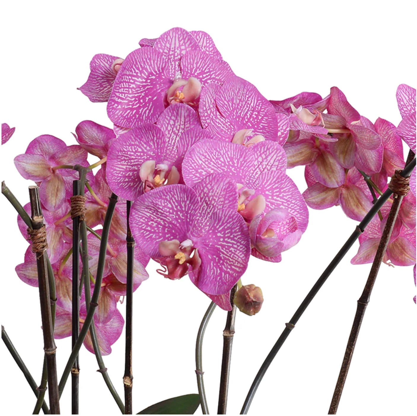 Orchid x6 Centerpiece - Fuchsia / Black