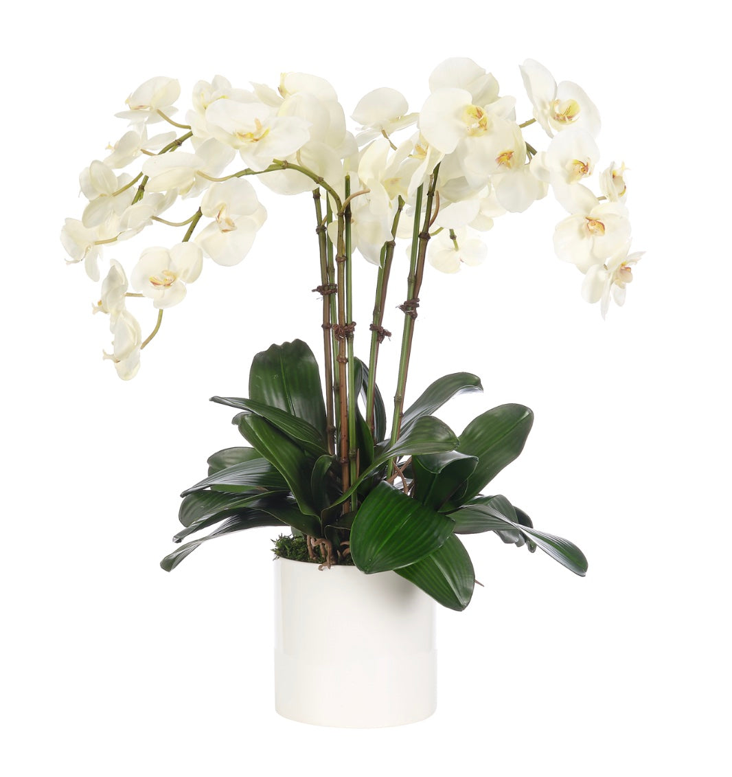 Orchid Phalaenopsis, Cream White Ceramic Pot, Faux Arrangement