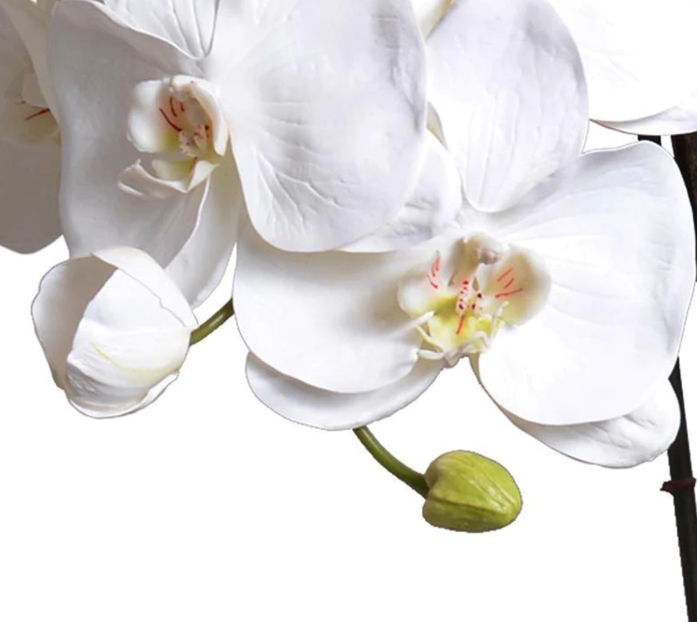 Orchid x5 in Ceramic Vase - White