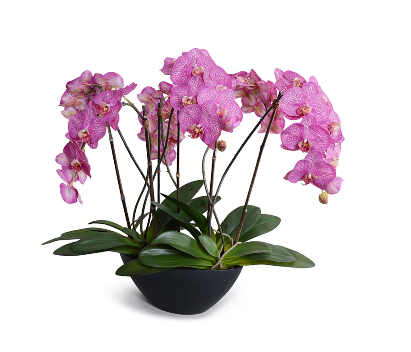 Orchid x6 Centerpiece - Fuchsia / Black