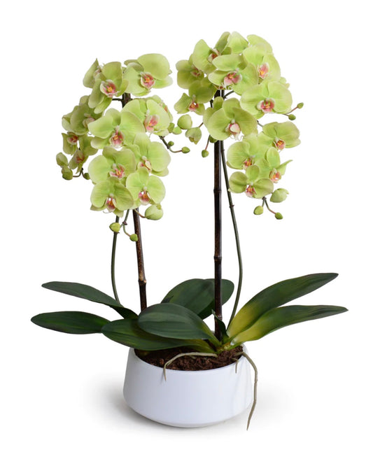 Orchid x2 in White Ceramic Bowl - Green