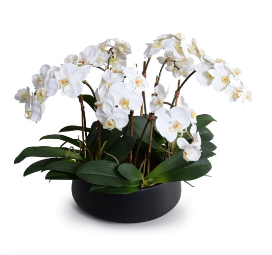 Orchid Centerpiece in Black Bowl - White