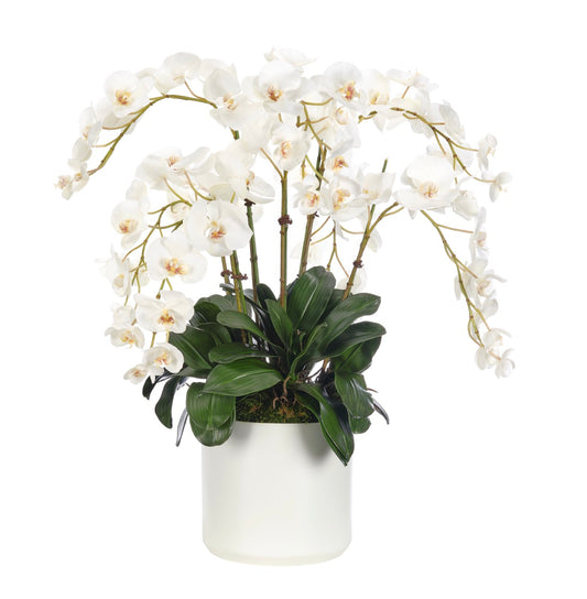 Orchid Phalaenopsis, Cream White Ceramic Pot, Faux Arrangement