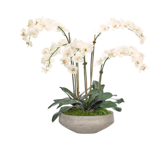 Orchid Phalaenopsis, Cream White, Bowl Concrete Finish Faux Arrangement, 26″