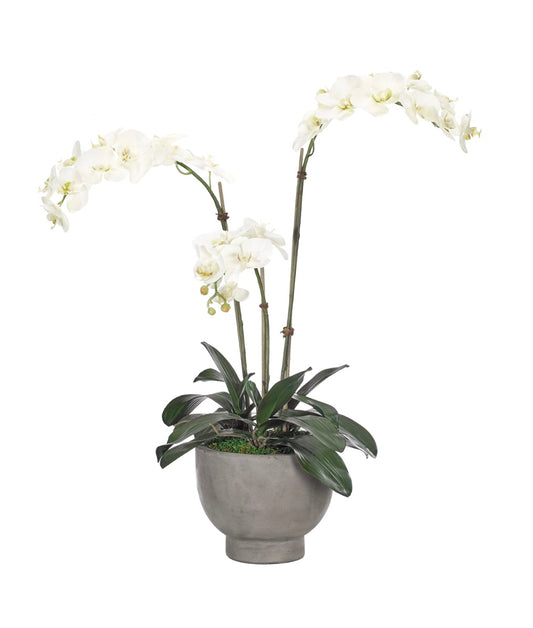 Orchid Phalaenopsis, White, Bowl Concrete Faux Arrangement, 32″