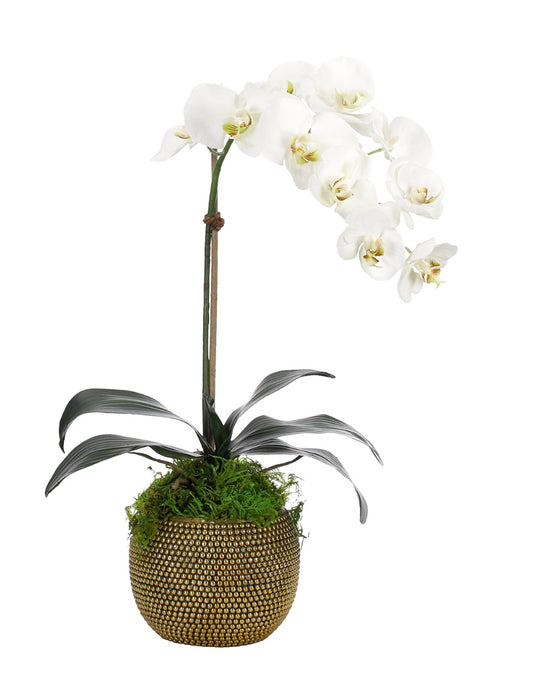 Orchid Phalaenopsis, White, in Brass Bowl Faux Arrangement, 22″