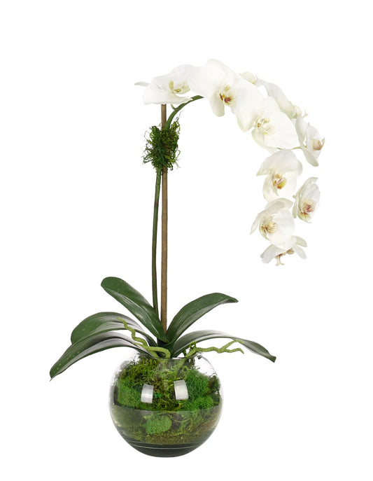Orchid Phalaenopsis, White, in Glass Bubble Faux Watergarden, 20″