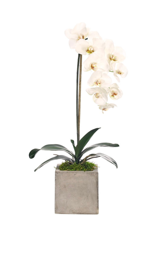 Orchid Phalaenopsis, White, Cube Concrete Finish Faux Arrangement, 26″