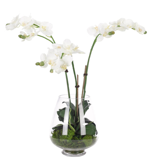 Orchid Phalaenopsis, White, Glass Vase Faux, Moss Garden, 22″