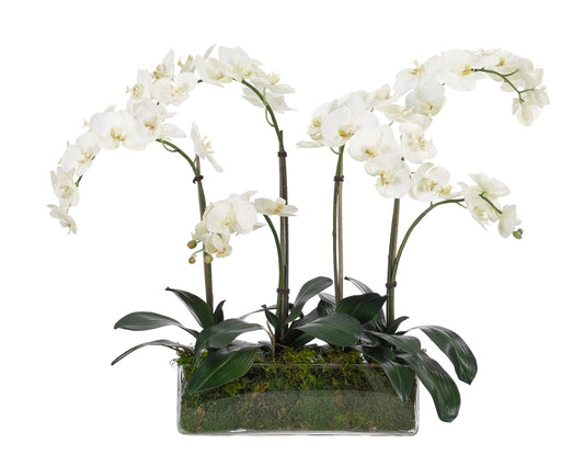 Orchid Phalaenopsis, White, in Glass Rectangle Faux Moss Garden, 12″