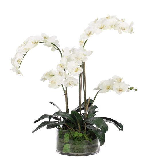 Orchid Phalaenopsis, White, in Glass Vase Faux Moss Garden, 28″