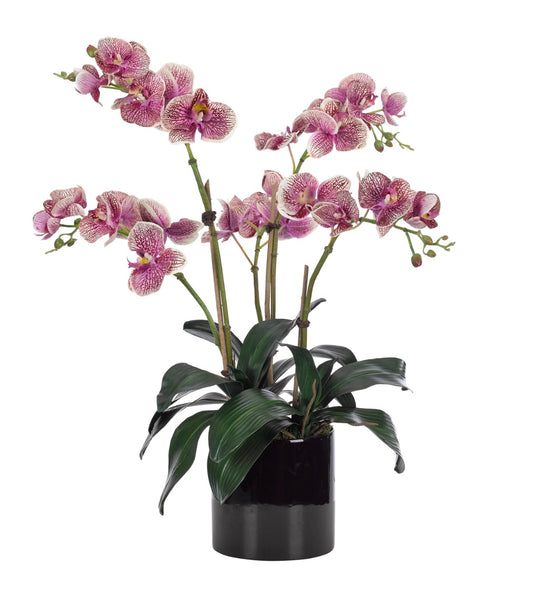 Orchid Phalaenopsis, Purple, in Ceramic Pot Black Faux Arrangement, 26″