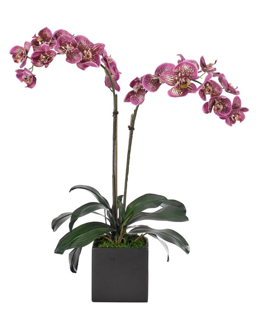 Orchid Phalaenopsis, Purple, in Ceramic Cube Black Faux Arrangement, 27″