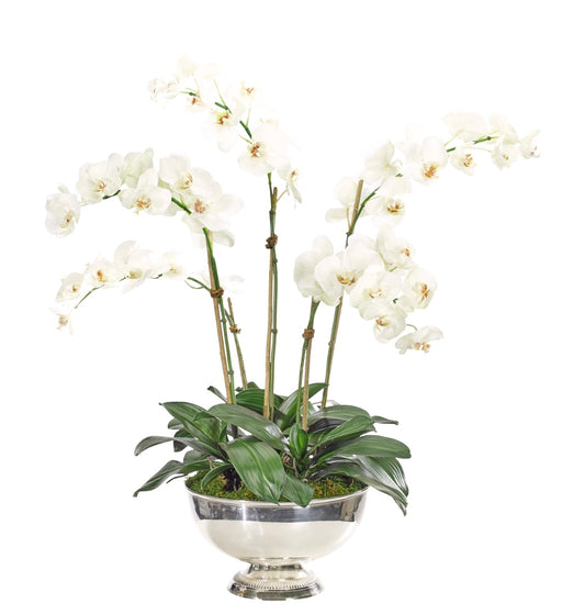 Orchid Phalaenopsis, White, Silver Pedestal Faux Arrangement, 36″