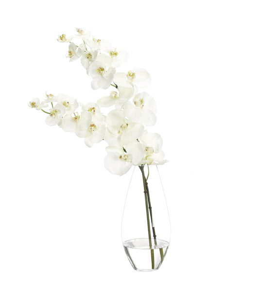 Orchid Phalaenopsis, White, in Glass Vase Faux Watergarden, 27″