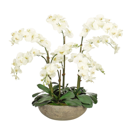 Orchid Phalaenopsis, White, in Terracotta Bowl Faux Arrangement, 30″